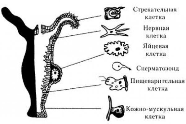 Как сделать покупку на блэкспрут